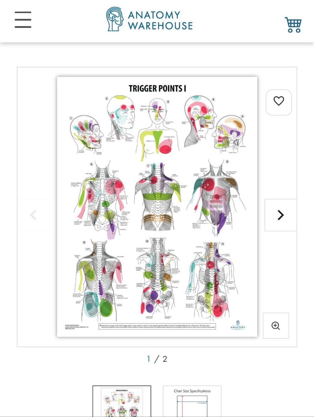 The Anatomy Lab Trigger Points I & II Laminated Poster Set.